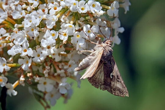 Gammaeule ( Autographa gamma ).