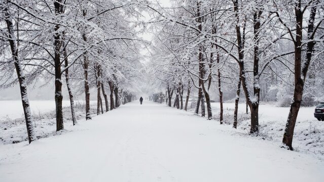 A lonely person walking down a snowcovered path lined with winter trees