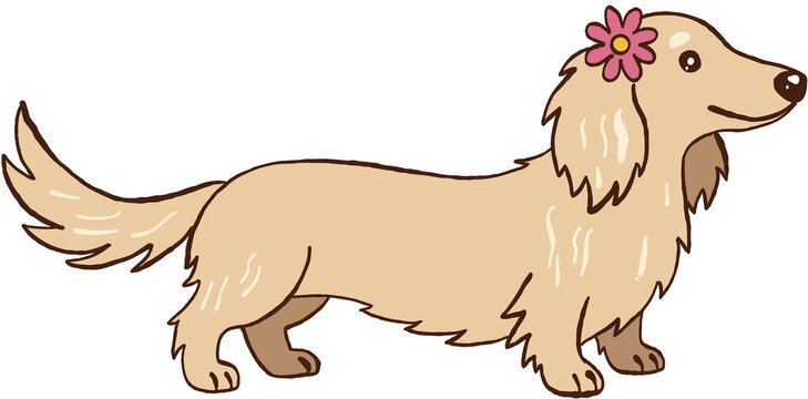 Happy cream dachshund dog wearing pink flower shows cute pet canine purebred look with friendly expression