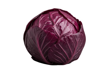 Obraz premium Round purple red cabbage head with glossy leaves