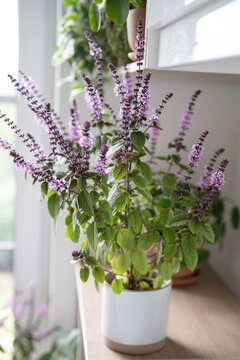 Blooming Thai basil bush with purple small flowers in pot on kitchen cabinet at home. Cultivation homegrown aroma spicy herbs, indoor gardening. Green hobby concept. 