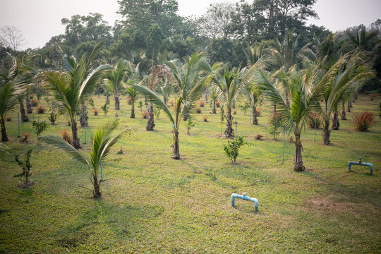 Agricultural field with rows of young coconut palm trees growing in northern Thailand countryside, palms plantation in farm village with watering system, irrigation pipelines beside every coconut palm