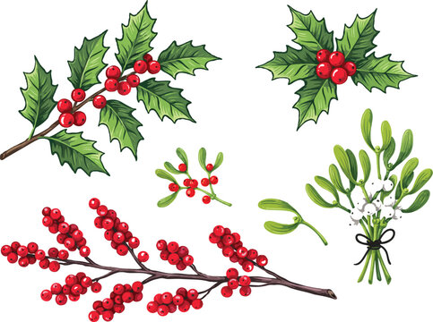 Holly branches and mistletoe sprigs isolated on transparent background for winter holiday festive decoration and greeting card art.