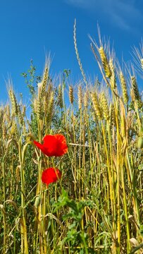 Une belle sc&egrave;ne printani&egrave;re : magnifiques coquelicots et &eacute;pis de bl&eacute; dans un champ de la vall&eacute;e de Chevreuse (Gif-sur-Yvette, &Icirc;le-de-France)