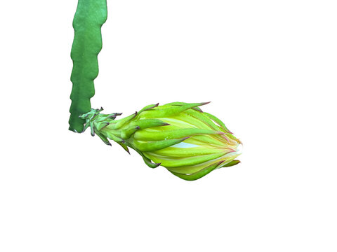 Isolated Dragon fruit flower or pitaya fruit flower with clipping paths.