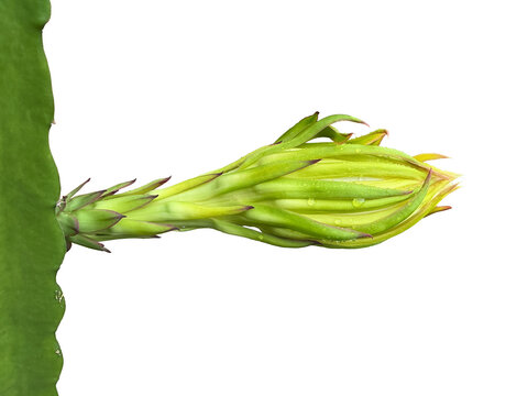 Isolated Dragon fruit flower or pitaya fruit flower with clipping paths.