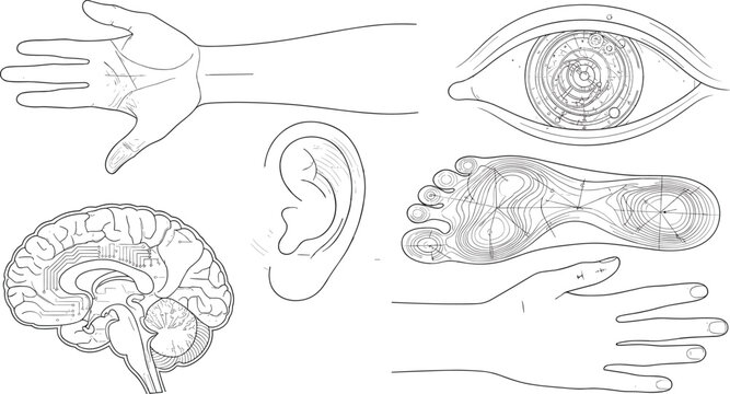 Technical line art vector set of human anatomy with cybernetic brain and mechanical eye