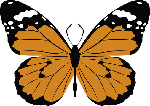 Monarch butterfly, vector color illustration isolated on the white background, clip art