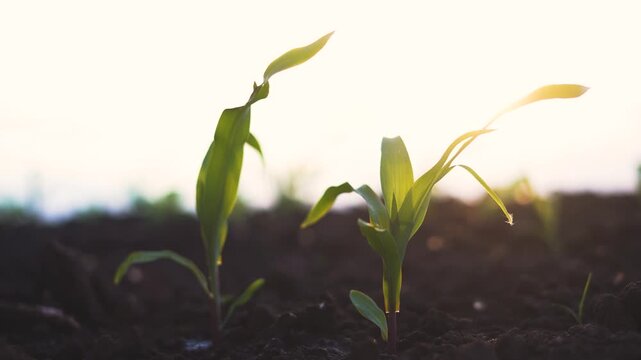 The green plants stand tall in the dark soil, with sunlight illuminating the leaves. Drops of water fall on the vibrant plants, nurturing their growth.