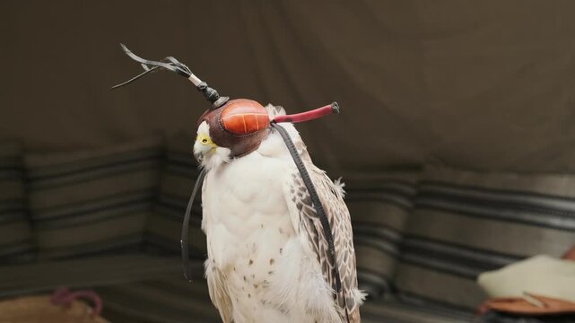 falcon with traditional hood sits on wakrah perch in arabic falconry. rare white falcon represents prestigious falconry heritage. falconry tradition preserves emirati cultural heritage