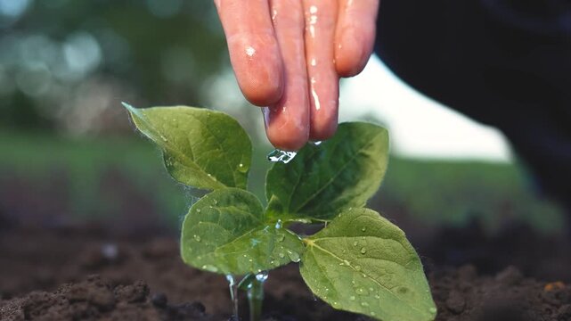 A man gently waters a small plant as the sunlight glistens on the leaves. The man s hand drips water onto the healthy green plant, nurturing it.