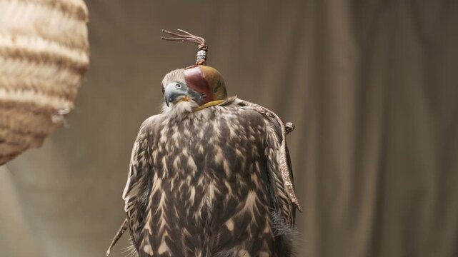 hooded saker falcon rests on handler glove inside traditional bedouin tent. majestic falcon represents arabic falconry heritage. trained falcon is highly prized desert bird of prey.