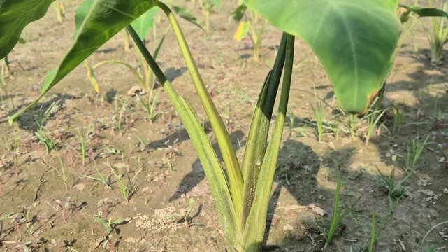 Young Green Taro Plant Growing In Agricultural Soil Field Close Up
