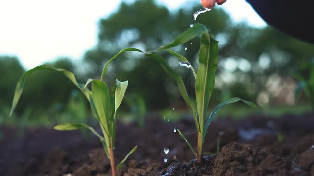 A man waters young plants, ensuring the plants receive necessary moisture. The man gently waters the plants as droplets collect on the leaves.
