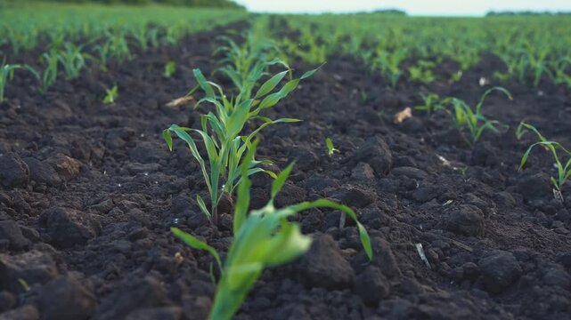 The green corn plants thrive in the soil, while the dark soil provides essential nutrients. The thriving corn plants display growth in the fertile soil.