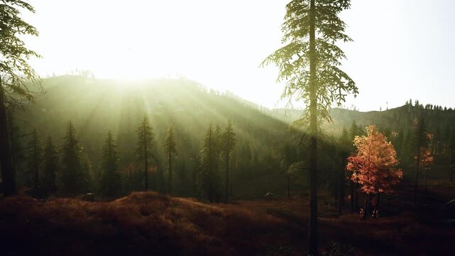 sunlit ridge with lone autumn tree glowing orange distant pine silhouettes, soft valley haze and contemplative mood ideal for seasonal campaigns and emotional