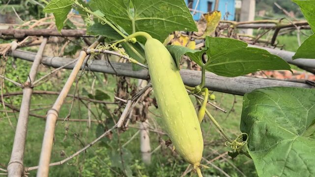 Fresh Pointed Gourd Potol Hanging On Bamboo Trellis Macha In Farm Field Close Up