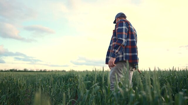 The man walks through the green field of crops, looking at the horizon. The man observes the landscape as he moves through the tall plants under the cloudy sky.