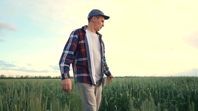 The man walks through the field, observing the wheat. The man adjusts his cap while exploring the lush green wheat all around him.
