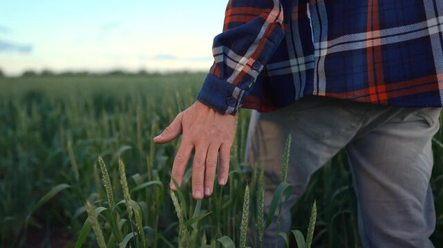 A man walks through a field of wheat, gently touching the wheat with his hand. The man in the plaid shirt interacts with the wheat in the green field.
