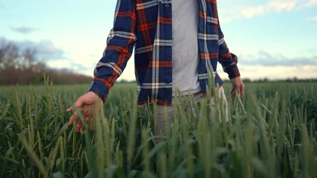 A man walks through a field of wheat, gently brushing his hand across the wheat. The man enjoys the moment in the green wheat field during the day.