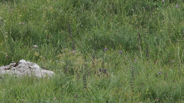 groundhog marmot in dolomites