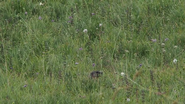 groundhog marmot in dolomites