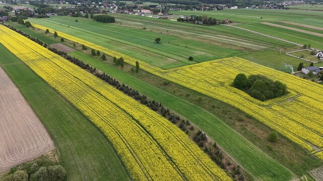 Yellow flowering crop field with parallel farm tracks