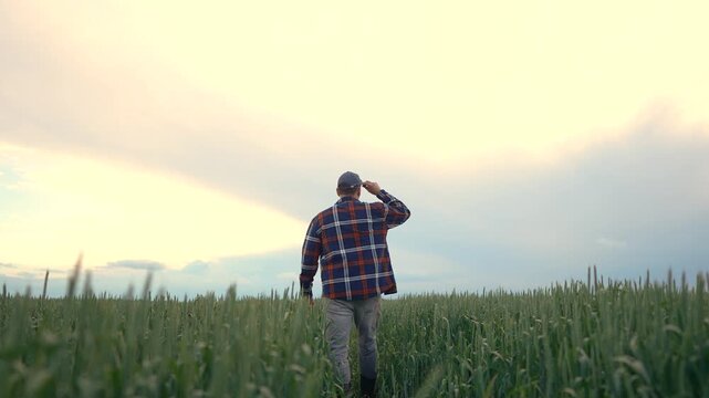 A man walks through a field of green crops, the man admires the vast field as he strolls. The calm sky complements the serene environment.