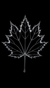 Glowing white maple leaf outline silhouette isolated on a black background