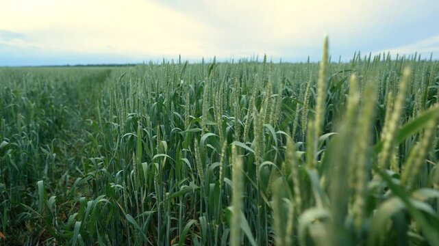 The green wheat field features tall, lush wheat plants swaying gently in the breeze. The wheat plants create a consistent sea of green across the field.