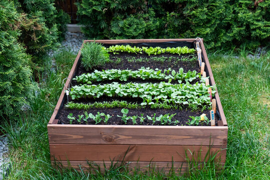 Raised wooden garden bed filled with rows of fresh young vegetables, herbs and seedlings surrounded by green plants. Concept of home gardening, organic food growing and sustainable lifestyle.