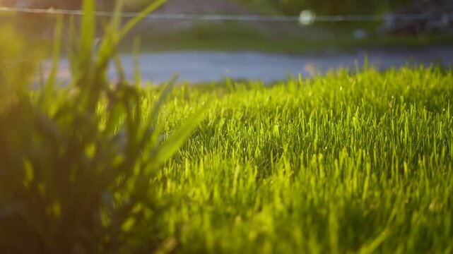 The green grass is illuminated by the evening light, creating a serene atmosphere. The grass sways gently under a soft breeze, highlighting its vibrant green color.