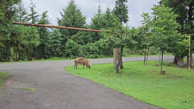 A brown domestic sow slowly crosses an asphalt road between green lawns and tall trees in a peaceful rural farm setting during daylight. 