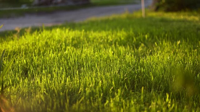 The green grass covers the ground, while sunlight glimmers on the grass. The grass grows strong, thriving in the sunlight and warm ambiance.