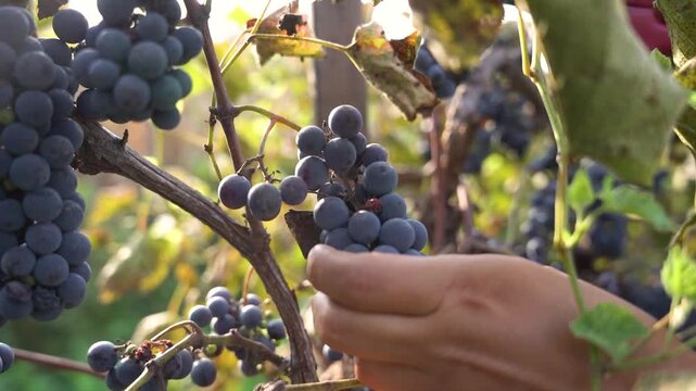 close up of hands picking grapes during harvest of grapes or vindimia, in a vineyard in italian countryside at sunset