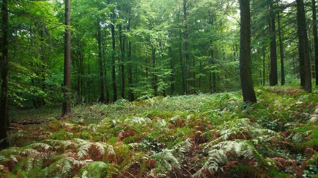 Moving smoothly over green and orange fern plants in a misty forest with soft light and lush trees