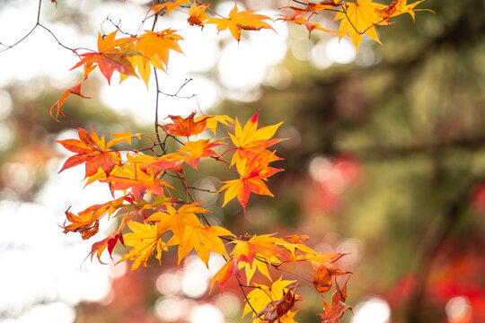Beautiful autumn maple tree leaves with orange and red foliage against blue sky.