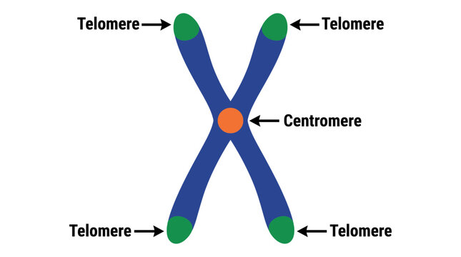 Chromosome Structure With Centromere And Telomere Labeled
