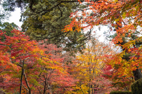 Beautiful autumn maple tree leaves with orange and red foliage against blue sky.