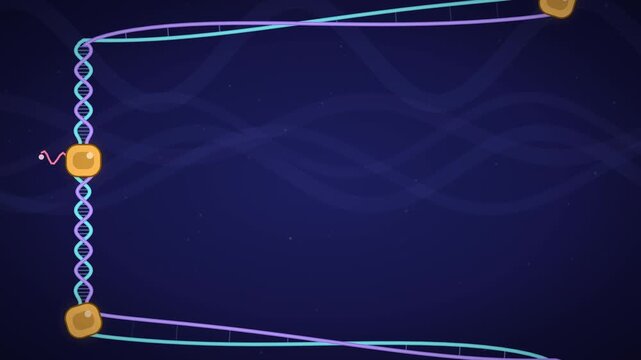 DNA unzipping in the nucleus releasing messenger RNA seamless loop