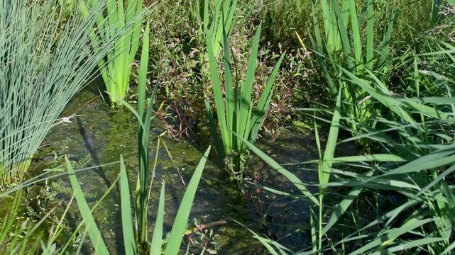 Yellow flag iris, Blue rushs and Common reeds planted at the water's edge to restore the banks of a pond. Iris pseudacorus, Juncus inflexus, Phragmites australis, r&eacute;gion Centre, France, Europe