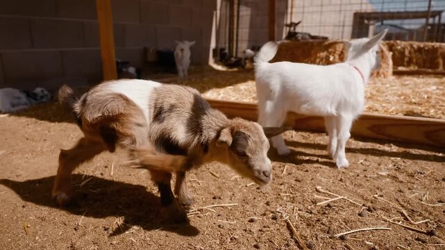 Brown and white kid goats moving through sunlit farm pen with wooden bedding, hay bales, wire fence, rustic dirt ground, and curious outdoor barnyard scene, with goat, kid, farm, pen detail