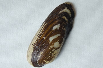 Natural brown river shell on white canvas background © Krzysztof