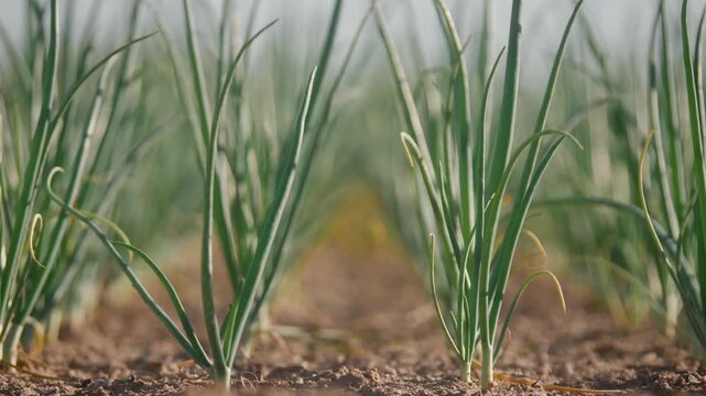 Young scallion plants growing in neat parallel rows at ground level, with shallow depth of field, soft daylight highlights, rich soil texture, and strong garden symmetry