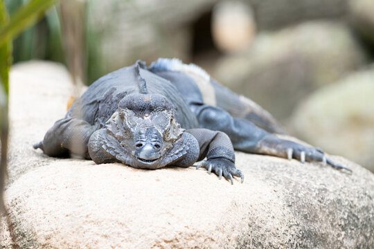 A front view of the rhinoceros iguana (Cyclura cornuta)