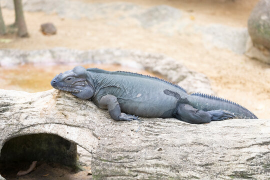 A side view of the rhinoceros iguana (Cyclura cornuta)