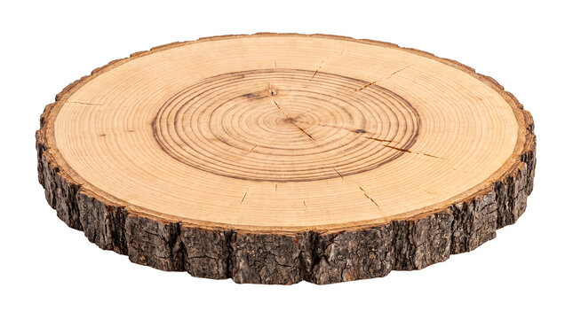 Wide and flat cross section of a tree log displaying distinct annual growth rings and natural bark edge.