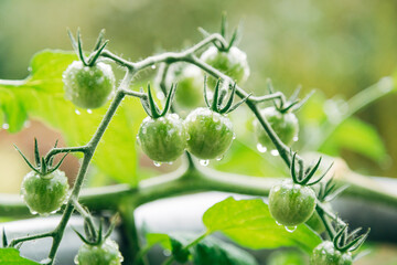 Macro Close-up of Green Tomatoes Ripening on the Vine, Detailed View of Organic Tomato Plant in Soft Natural Daylight © Joern