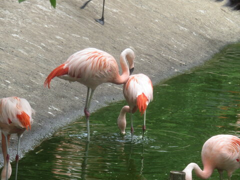 Flamants roses
